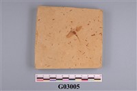 藏品(蟲化石)的圖片